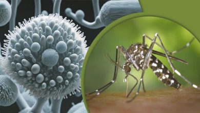 দেশে প্রথমবারের মতো জিকা ভাইরাসের ‘ক্লাস্টার’ শনাক্ত